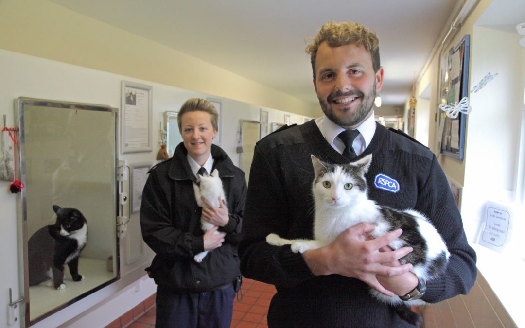 Collaborating for eLearning success at the RSPCA