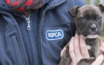 Using learning pathways to launch a blended leadership programme at RSPCA